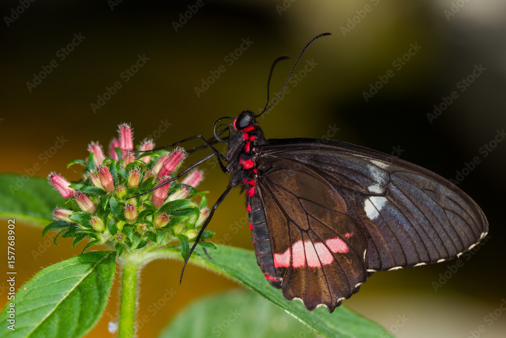 Papillon sur fleur