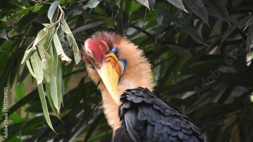Celebes hornbill penelopides exarhatus sitting on branch with colorful beak photo