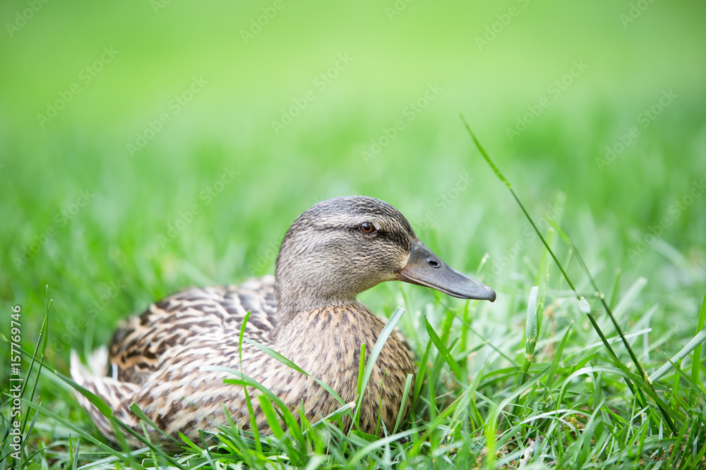 Female mallard duck resting in the green grass - close up Female mallard duck resting in the green grass - close up