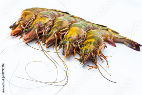Fresh group of tiger sea shrimp © themorningglory