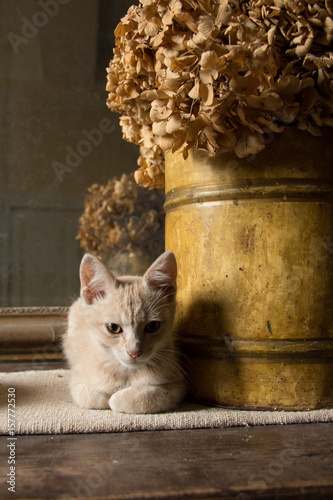 Photo Stock Portrait De Chat Beige Clair Avec Nature Morte Pot Metal Couleur Ocre Et Hortensias Seches Sous Une Lumiere Douce Et Mirroir Au Fond Adobe Stock