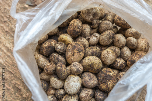 Thai puff ball mushroom (Hed-Pho)  ,Barometer Earthstars or Astraeus hygrometricus in plastic bag for sale photo