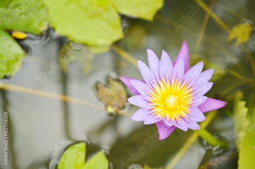 lotus lily flower on water in rainy day