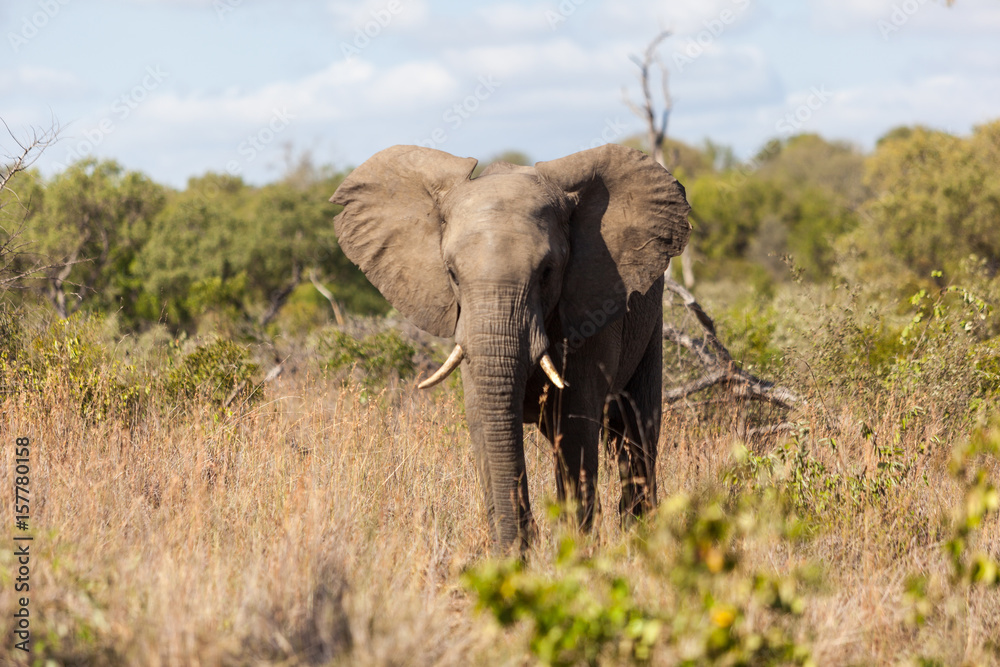 Obraz premium Elephant walking in the bush, Kruger Park, South Africa.