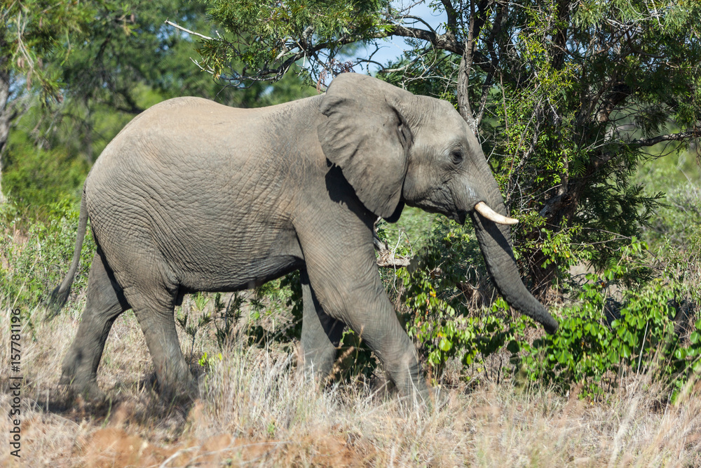 An elephant walking in the bush, South Africa.
