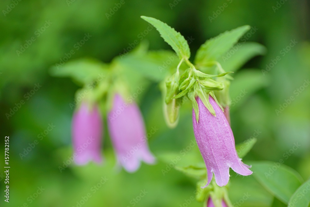 ホタルブクロの花