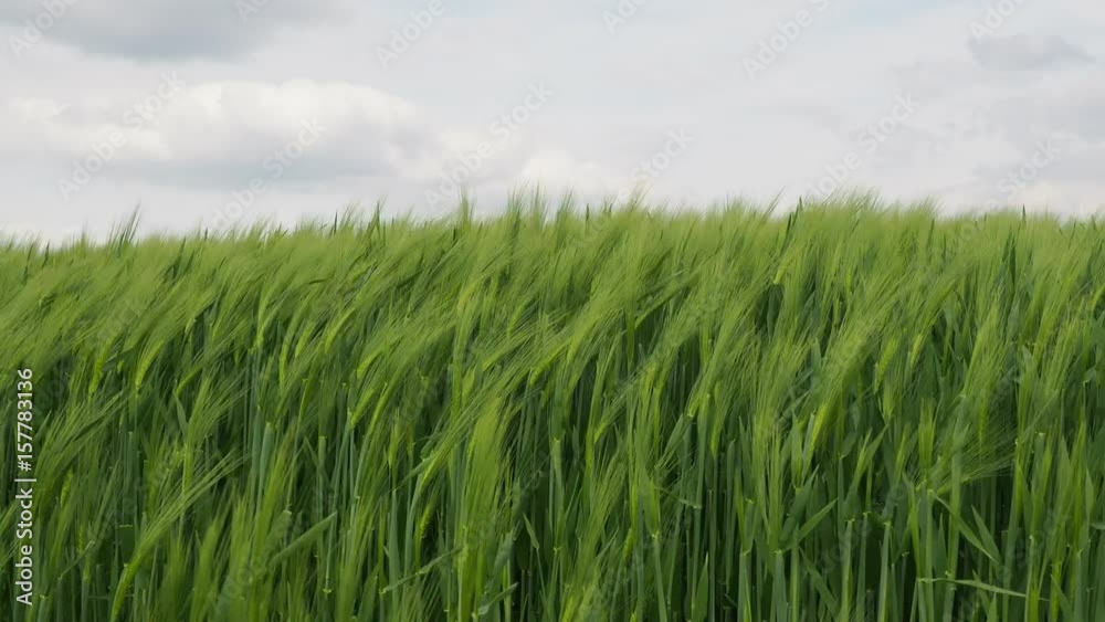 Cereal field in strong wind close up on a cloudy day Cereal field in strong wind close up on a cloudy day