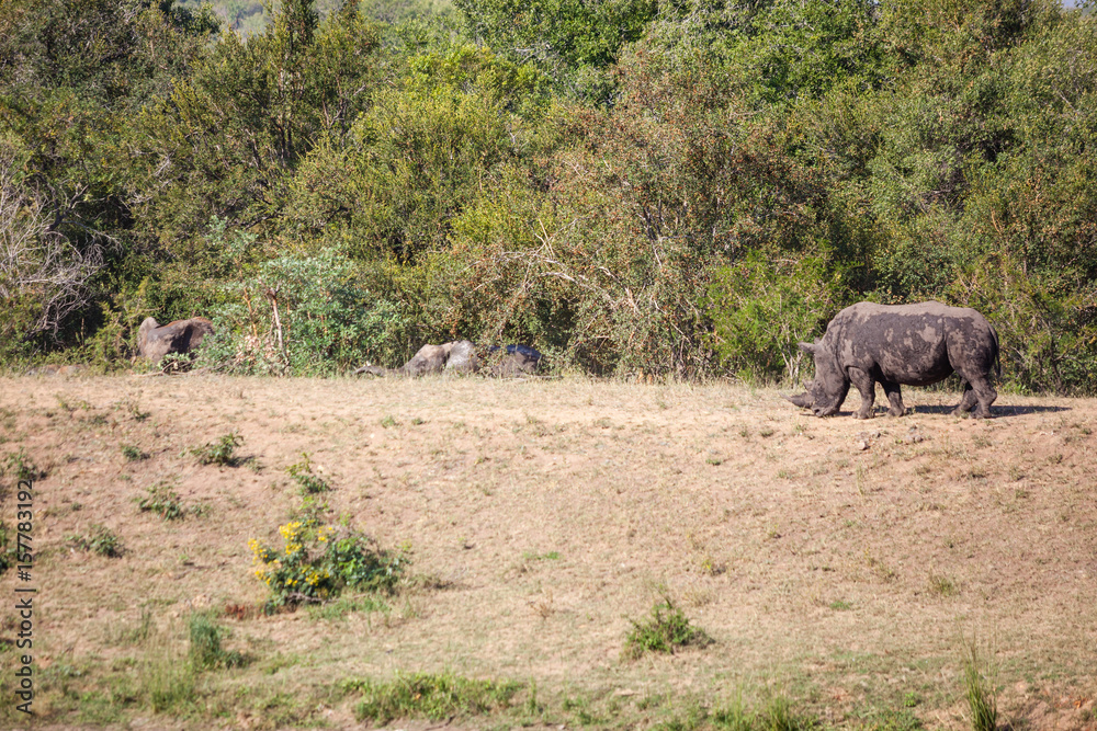Naklejka premium Animals at a waterhole, Kruger Park, South Africa.