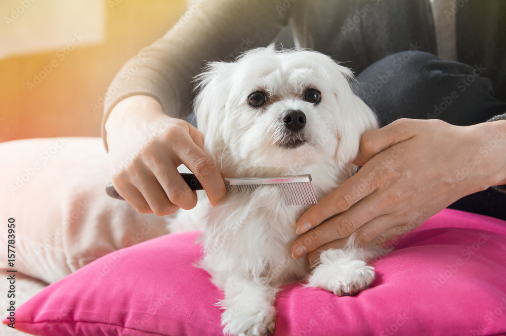 Woman brushes hair of her white maltese dog Woman brushes hair of her white maltese dog