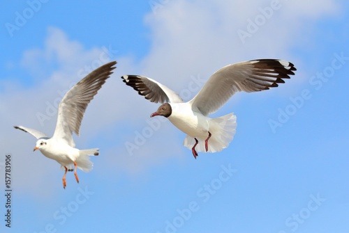 Beautiful seagull flying in the blue sky.