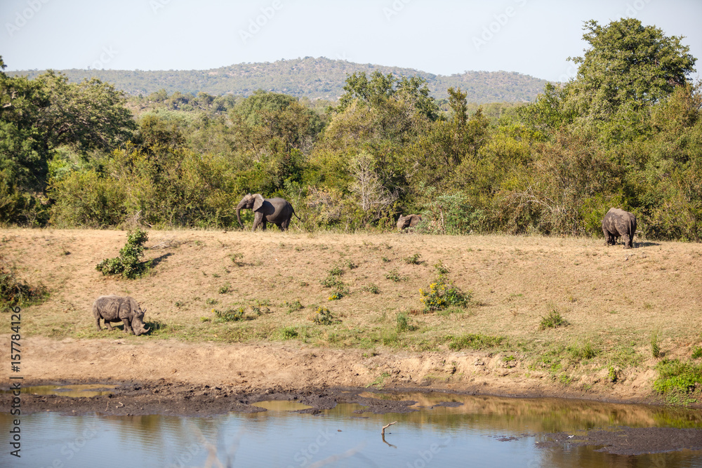 Animals at a waterhole, Kruger Park, South Africa.