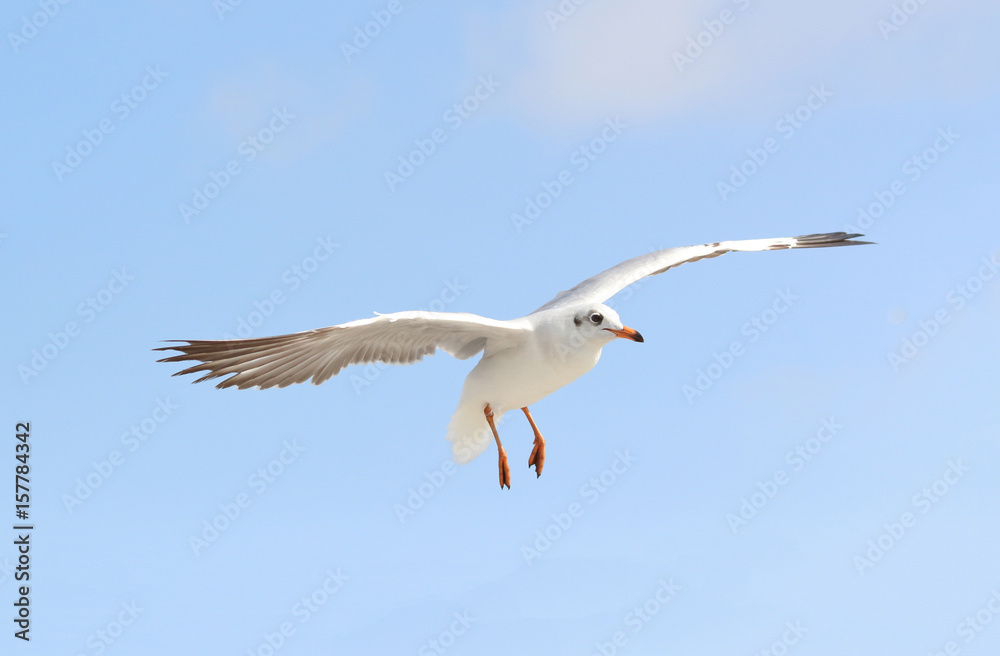 Obraz premium Beautiful seagull flying in the blue sky.