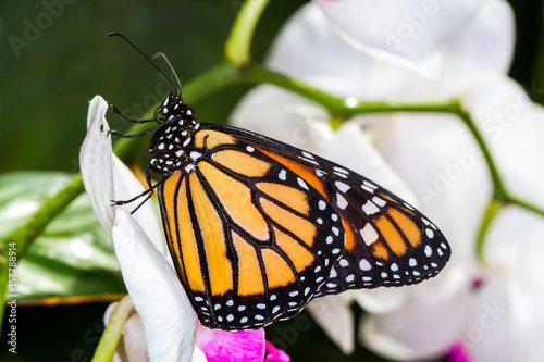 Le papillon monarque sur orchidée © senderone