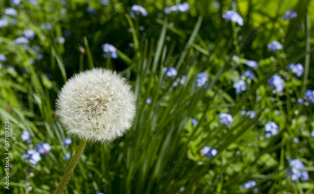 pissenlit en floraison au printemps dans un jardin pissenlit en floraison au printemps dans un jardin