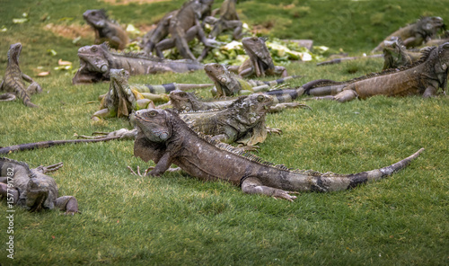 Iguanas at Seminario Park  Iguanas Park  - Guayaquil  Ecuador