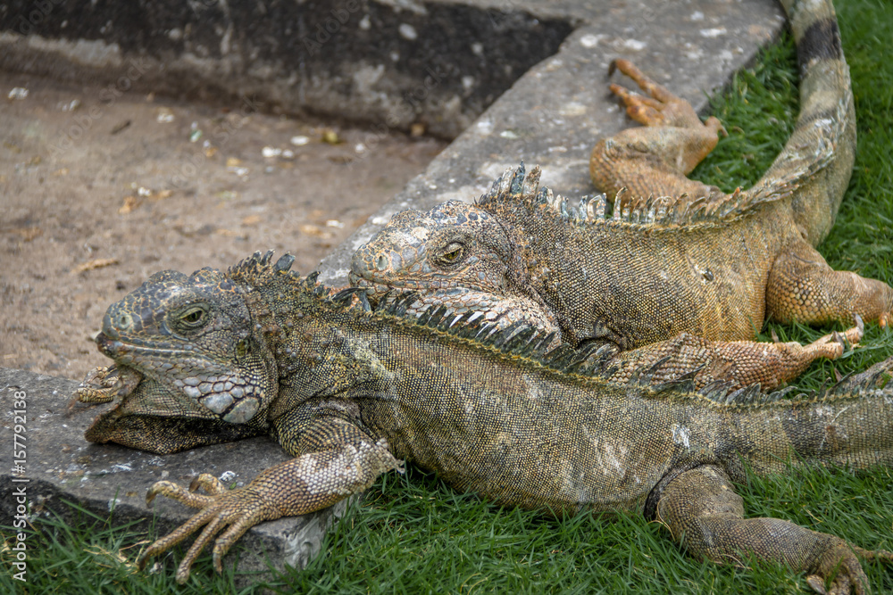 Iguanas at Seminario Park (Iguanas Park) - Guayaquil, Ecuador Iguanas at Seminario Park (Iguanas Park) - Guayaquil, Ecuador
