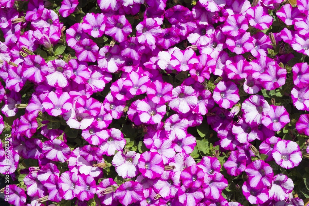 Close-up of blooming pink Petunia Hybrida flowers Close-up of blooming pink Petunia Hybrida flowers