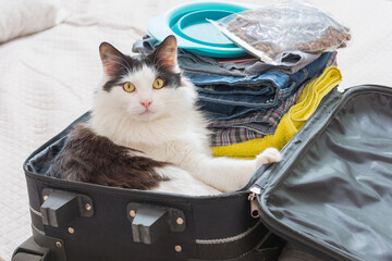 Cat sitting in the suitcase