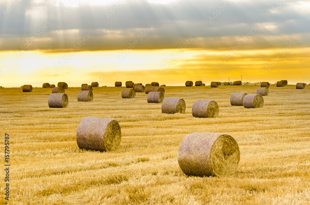 Hay bales on the field after harvest at sunrise golden hour sun