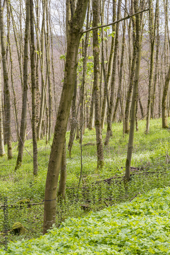 sunny forest scenery
