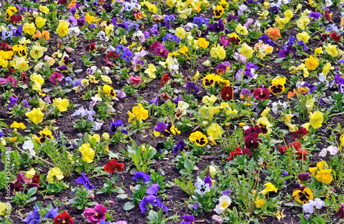 Flower bed with pansy flowers, background