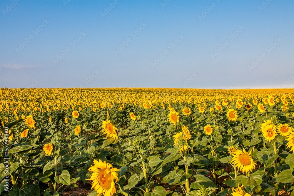 France, Provence Alps Cote d'Azur, Haute Provence, Plateau of Valensole, sunflowers