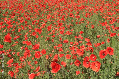 Red poppies in the summer wind