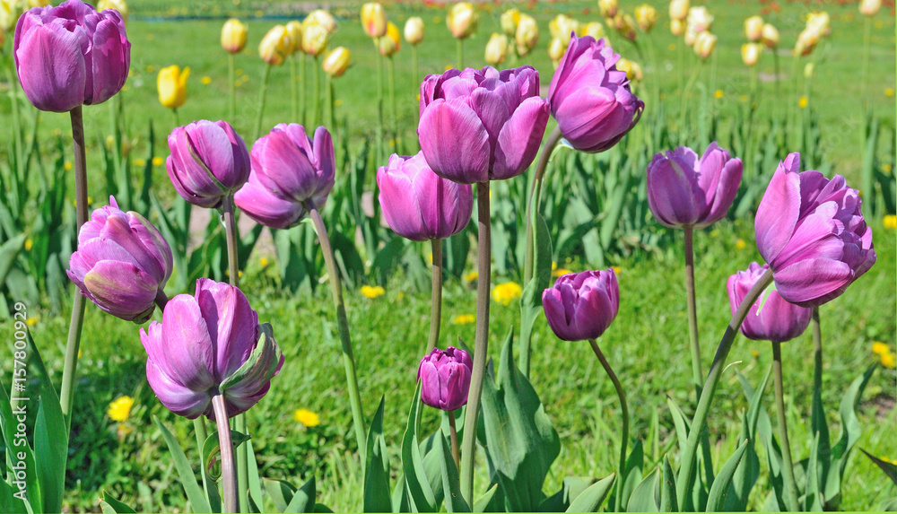 Obraz premium Tulips of lilac color grow on a flowerbed