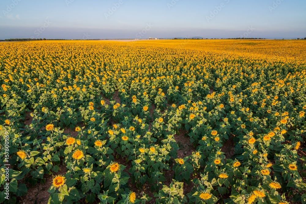 Fototapeta premium France, Provence Alps Cote d'Azur, Haute Provence, Plateau of Valensole. Lavender and sunflowers