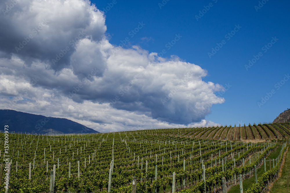 Vineyard in Springtime: Rows of Grapes under a blue sky