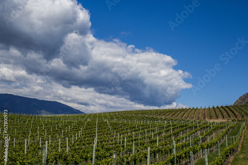 Vineyard in Springtime: Rows of Grapes under a blue sky