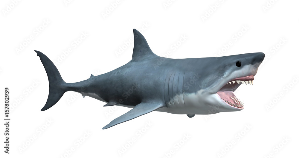 Fototapeta premium 3D Rendering Great White Shark on White