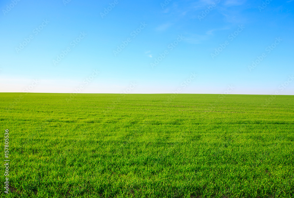 Empty field with green grass and blue sky in the background