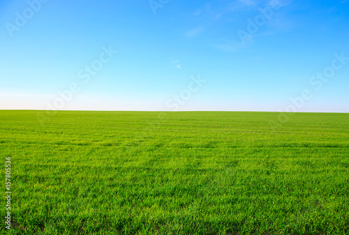 Empty field with green grass and blue sky in the background