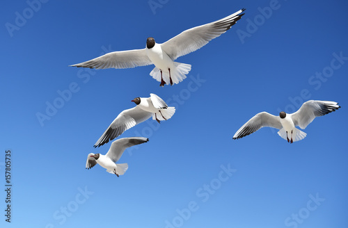 Lachmöwe