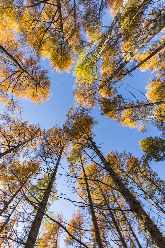 Obraz premium View of autumnal larches from below. Italy, Europe.