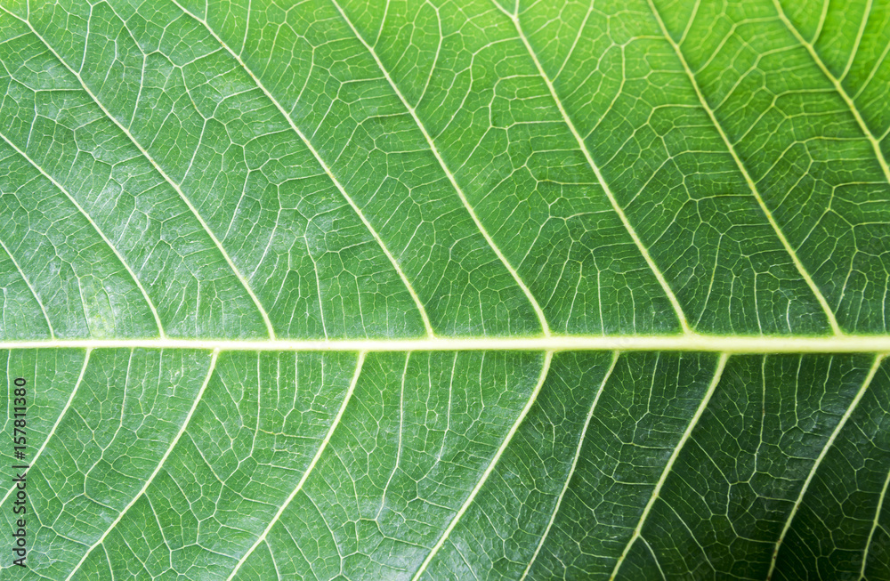 Fresh green bodhi leaf texture background Fresh green bodhi leaf texture background