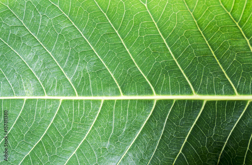 Fresh green bodhi leaf texture background