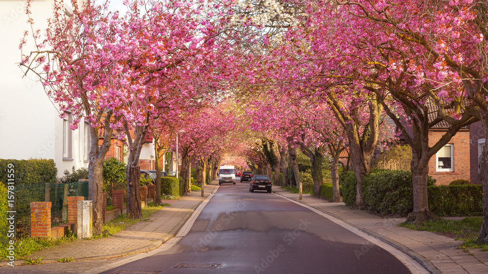 Cherry blossoms in the Baumstrasse in Norden