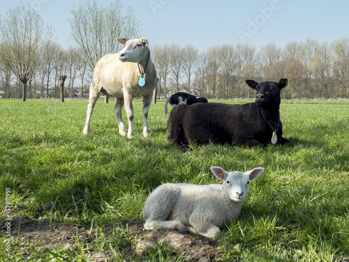 Sheep with lamb