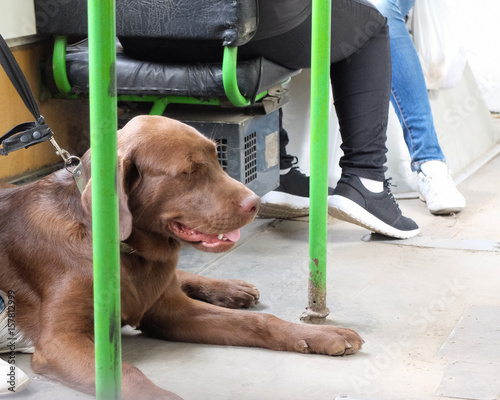 Labrador retriever in public transport