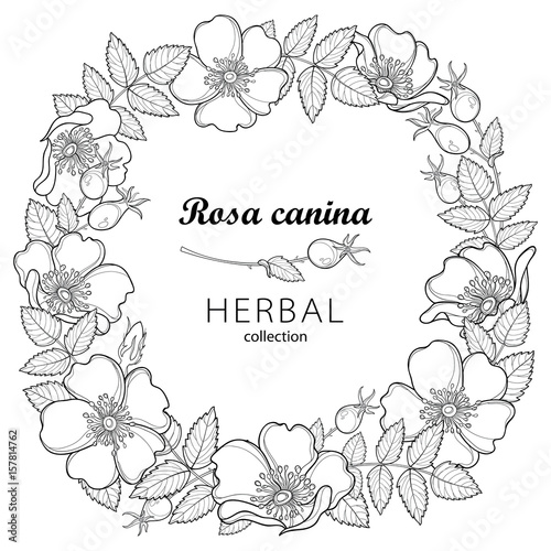 Vector round wreath with outline Dog rose or Rosa canina, medicinal herb. Flower, leaves and hip isolated on white background. Ornate wild rose in contour style for summer design and coloring book.