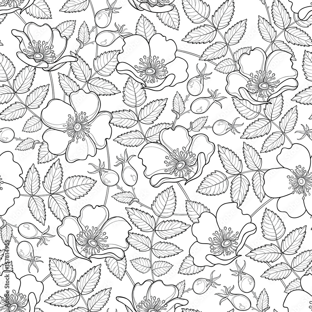 Vector seamless pattern with outline Dog rose or Rosa canina. Flower, hips and leaves on the white background. Rosehip pattern in contour style for summer design, medicine, coloring book.