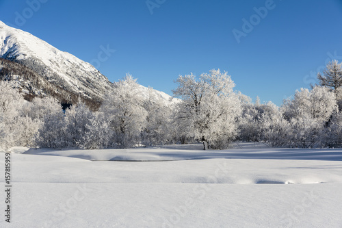 Winter landscape with trees covered in hoarfrost . Celerina, Engadin, Graubunden, Switzerland.