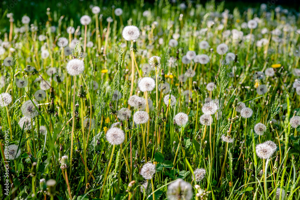 Obraz premium Fluffy dandelions in summer on green grass 