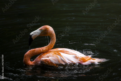 Flamingo floating in the water