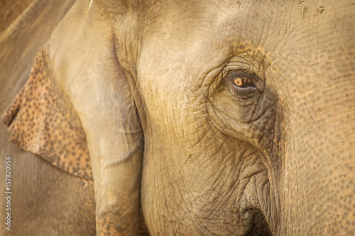Beautiful close up eye of an elephant in Chitwan Park, Nepal.
