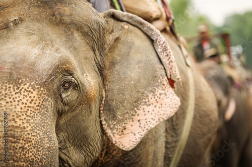 Close up of a beautiful elephant in Chitwan Park, Nepal