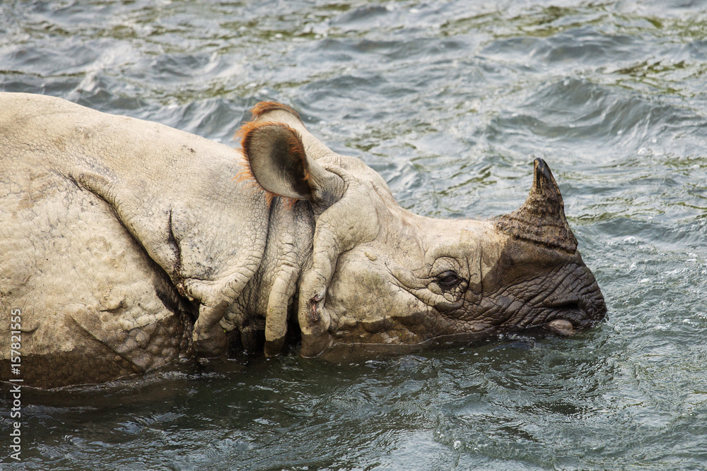 Fototapeta premium Big rhino in a river in Chitwan Park, Nepal