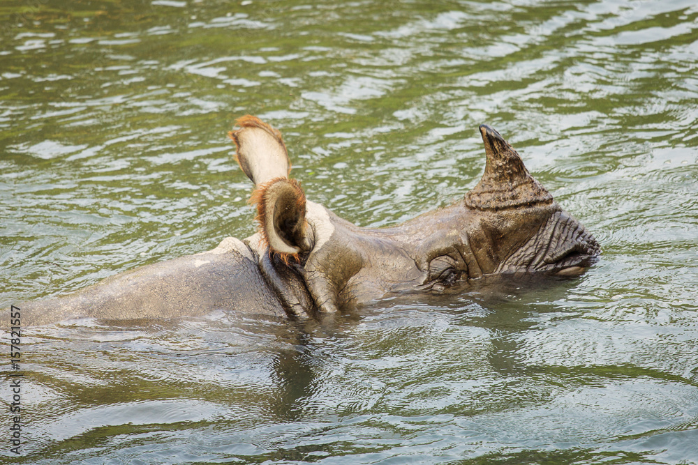 Fototapeta premium Big rhino in a river in Chitwan Park, Nepal